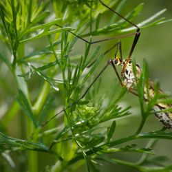 Franck Rondot Photographe   038   macro  montfermeil