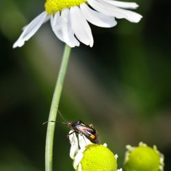 Franck Rondot Photographe   040   macro  montfermeil