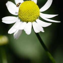 Franck Rondot Photographe   041   macro  montfermeil