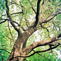 Franck Rondot Photographe 006 foret oise senlis Franck Rondot Photographe 006 foret oise senlis