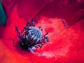 Franck Rondot Photographe   007   fleur  macro  montfermeil