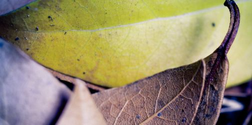 Franck Rondot Photographe   011   jardin  macro  montfermeil