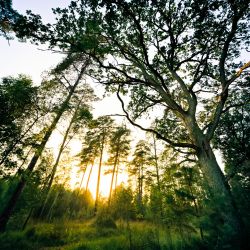 Franck Rondot Photographe   012   bois  foret