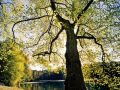 Franck Rondot Photographe   014   ermenonville  france  jean jacques rousseau  parc