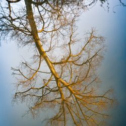 Franck Rondot Photographe   018   ermenonville  jardin  parc