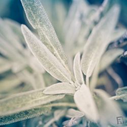 Franck Rondot Photographe 034 fleur jardin macro montfermeil Franck Rondot Photographe 034 fleur jardin macro montfermeil