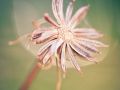 Franck Rondot Photographe   035   fleur  jardin  macro  montfermeil