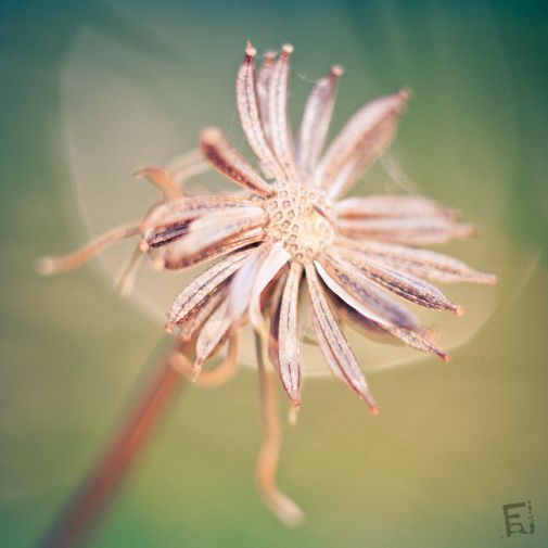 Franck Rondot Photographe   035   fleur  jardin  macro  montfermeil