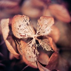 Franck Rondot Photographe   036   fleur  jardin  macro  montfermeil