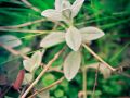 Franck Rondot Photographe   039   cimetiere  nature  paris  pere lachaise