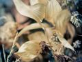 Franck Rondot Photographe   041   cimetiere  nature  paris  pere lachaise