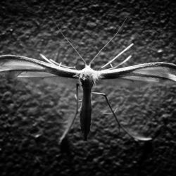 Franck Rondot Photographe   049   macro  montfermeil  nuit  papillons