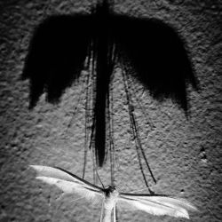 Franck Rondot Photographe   050   macro  montfermeil  nuit  papillons