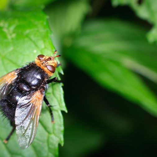 Franck Rondot Photographe   051   jardin  macro  montfermeil