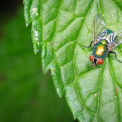 Franck Rondot Photographe 052 jardin macro montfermeil Franck Rondot Photographe 052 jardin macro montfermeil