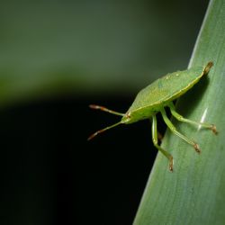 Franck Rondot Photographe 061 jardin macro montfermeil Franck Rondot Photographe 061 jardin macro montfermeil
