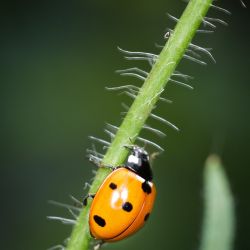 Franck Rondot Photographe 069 jardin macro montfermeil Franck Rondot Photographe 069 jardin macro montfermeil