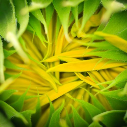 Franck Rondot Photographe 079 fleur macro montfermeil Franck Rondot Photographe 079 fleur macro montfermeil