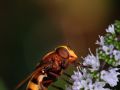 Franck Rondot Photographe   082   macro  montfermeil  Syrphe  Volucella zonaria