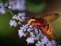 Franck Rondot Photographe   083   macro  montfermeil  Syrphe  Volucella zonaria