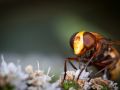 Franck Rondot Photographe   084   macro  montfermeil  Syrphe  Volucella zonaria