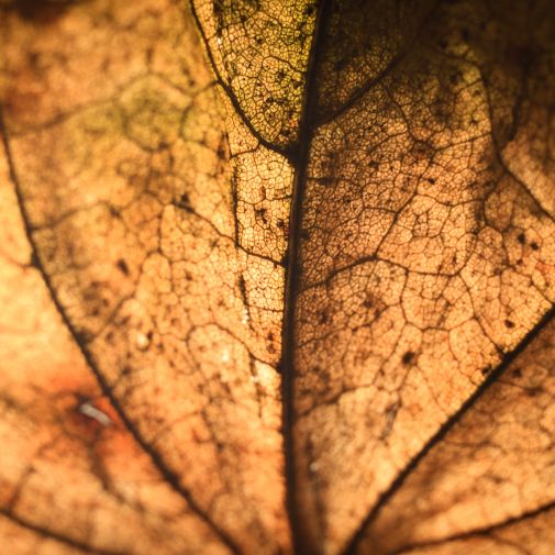 Franck Rondot Photographe 089 jardin macro montfermeil Franck Rondot Photographe 089 jardin macro montfermeil