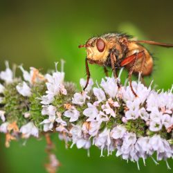 Franck Rondot Photographe 097 jardin macro montfermeil Franck Rondot Photographe 097 jardin macro montfermeil