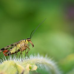Franck Rondot Photographe 099 jardin macro montfermeil Franck Rondot Photographe 099 jardin macro montfermeil