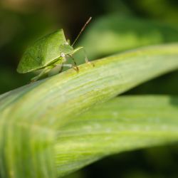Franck Rondot Photographe 100 jardin macro montfermeil Franck Rondot Photographe 100 jardin macro montfermeil