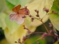 Franck Rondot Photographe   043   cimetiere  nature  paris  pere lachaise