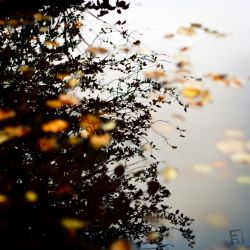 Franck Rondot Photographe   046   commelles  etangs  nature  oise