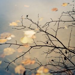 Franck Rondot Photographe   047   commelles  etangs  nature  oise