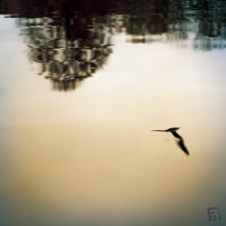 Franck Rondot Photographe   049   commelles  etangs  nature  oise