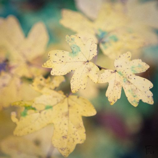 Franck Rondot Photographe 051 commelles etangs nature oise Franck Rondot Photographe 051 commelles etangs nature oise