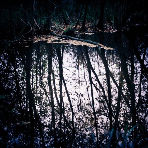 Franck Rondot Photographe 054 commelles etangs nature oise Franck Rondot Photographe 054 commelles etangs nature oise