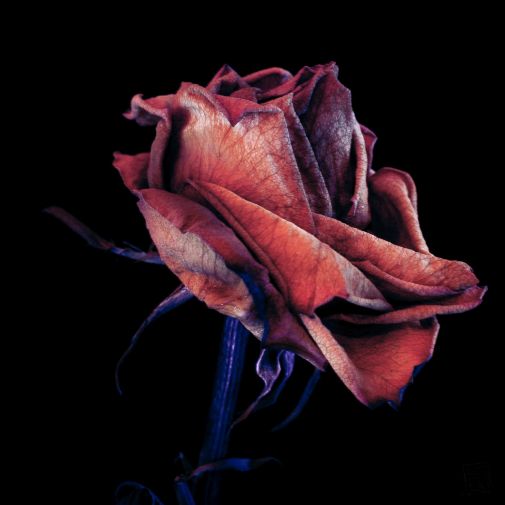 Franck Rondot Photographe 056 fleur longue pose rose Franck Rondot Photographe 056 fleur longue pose rose