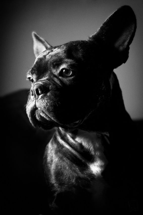Franck Rondot Photographe   206   bouledogue francais  chien  diablo  portrait