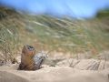 010   Reportage   Oleron 2010   Franck Rondot P