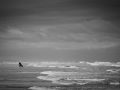 012   Reportage   Oleron 2010   Franck Rondot P