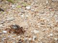 043   Reportage   Oleron 2010   Franck Rondot P