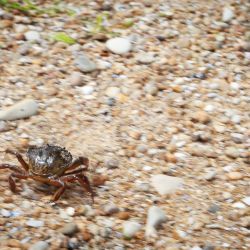 043 Reportage Oleron 2010 Franck Rondot P 043 Reportage Oleron 2010 Franck Rondot P