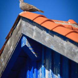 073 Reportage Oleron 2010 Franck Rondot P 073 Reportage Oleron 2010 Franck Rondot P