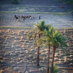 135 Reportage Egypte 2011 Franck Rondot P 135 Reportage Egypte 2011 Franck Rondot P