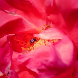 Franck Rondot Photographe   010   fleur  macro  montfermeil