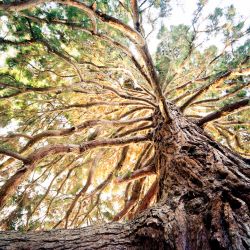 Franck Rondot Photographe   015   foret  noisiel  parc