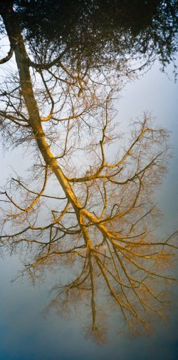 Franck Rondot Photographe   018   ermenonville  jardin  parc