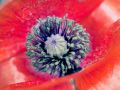 Franck Rondot Photographe   027   fleur  jardin  macro  montfermeil