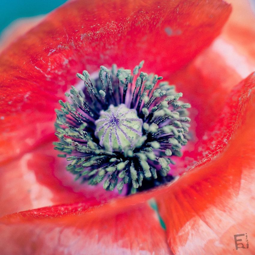 Franck Rondot Photographe   027   fleur  jardin  macro  montfermeil