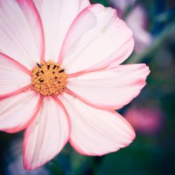 Franck Rondot Photographe   030   fleur  jardin  macro  montfermeil