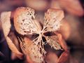 Franck Rondot Photographe   033   fleur  jardin  macro  montfermeil